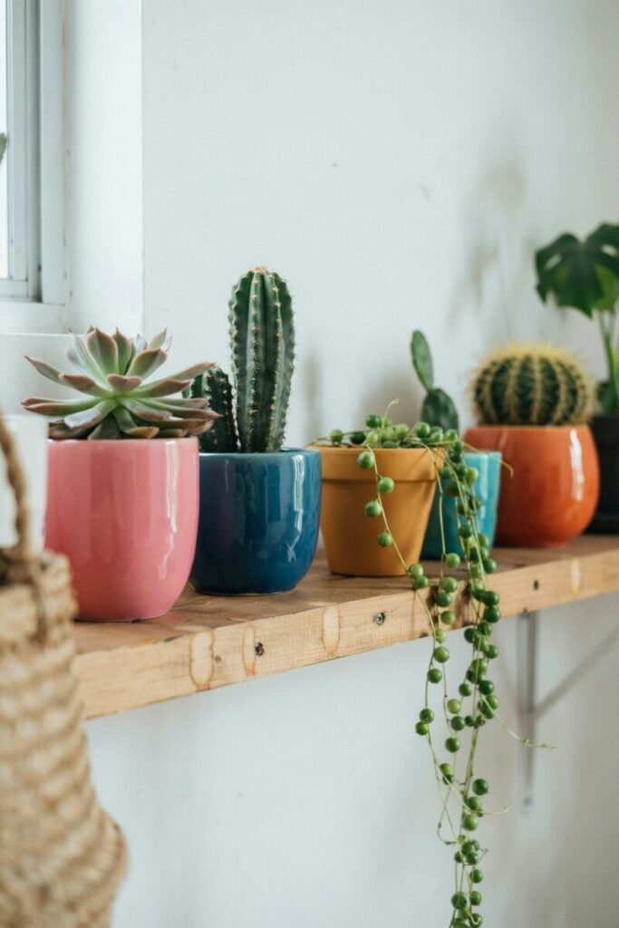Plants and Colorful Planters